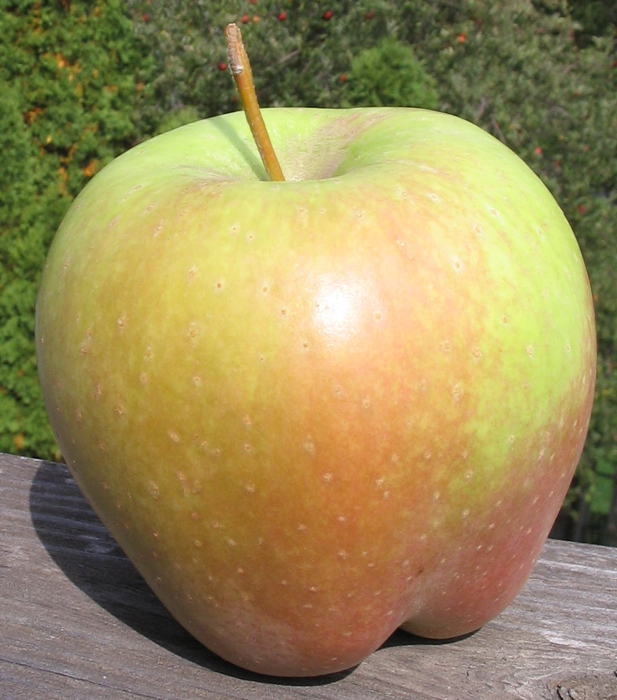 a Candy Crisp apple