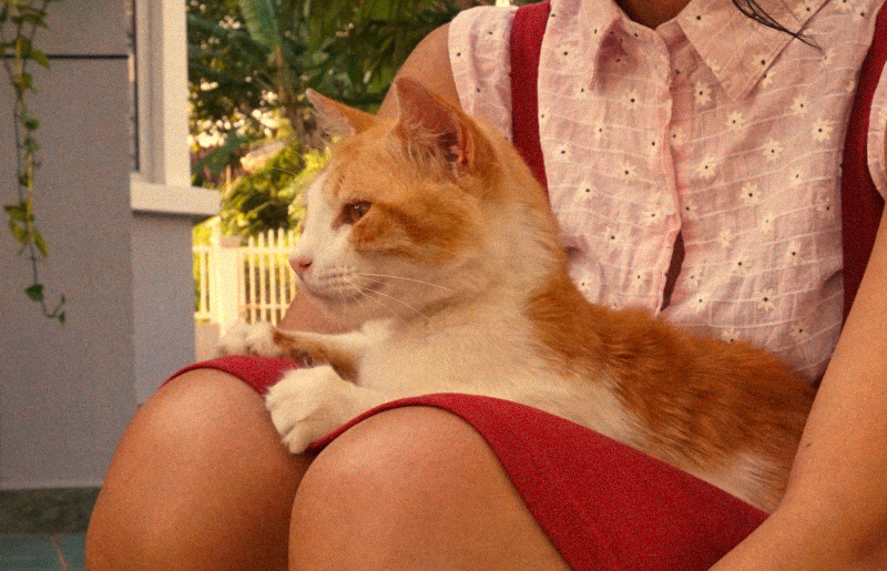 Cat on the lap.