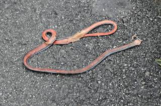 Blue Coral Snake (Calliophis bivirgatus)