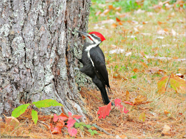 Pájaro Carpintero Norteamericano (Pileated Woodpecker) en Maine 