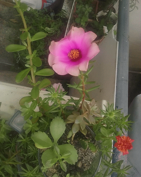 Nome popular - Onze-horas  Nome científico ou botânico - Portulaca grandiflora   Variedade ou série - Samba  Cores - Variadas, simples ou mescladas