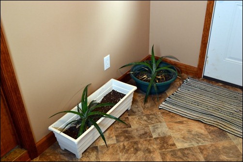 pineapple in the mudroom