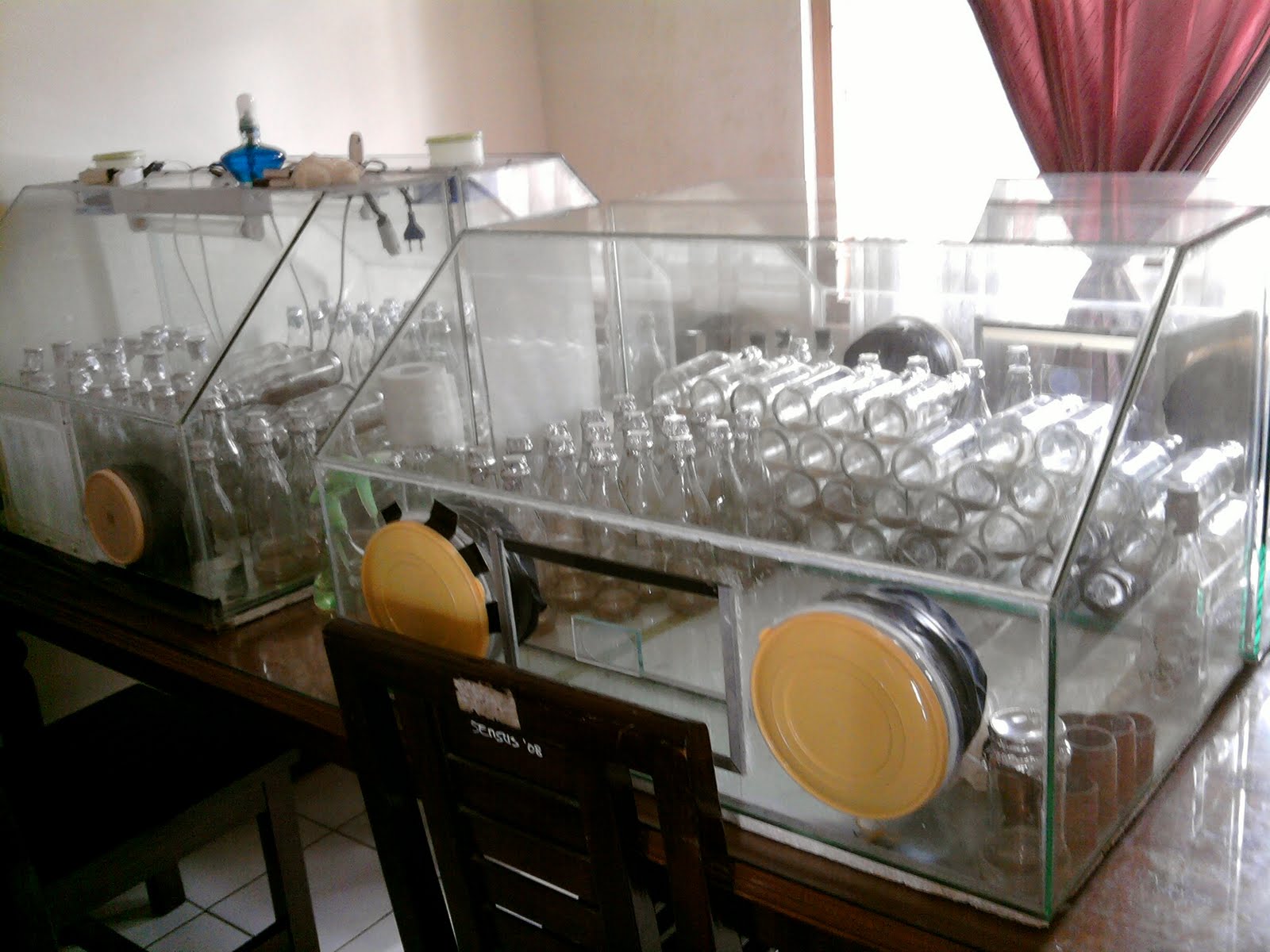 TISSUE CULTURE AND ORCHIDOLOGI PERBANYAKAN BIBIT PISANG 