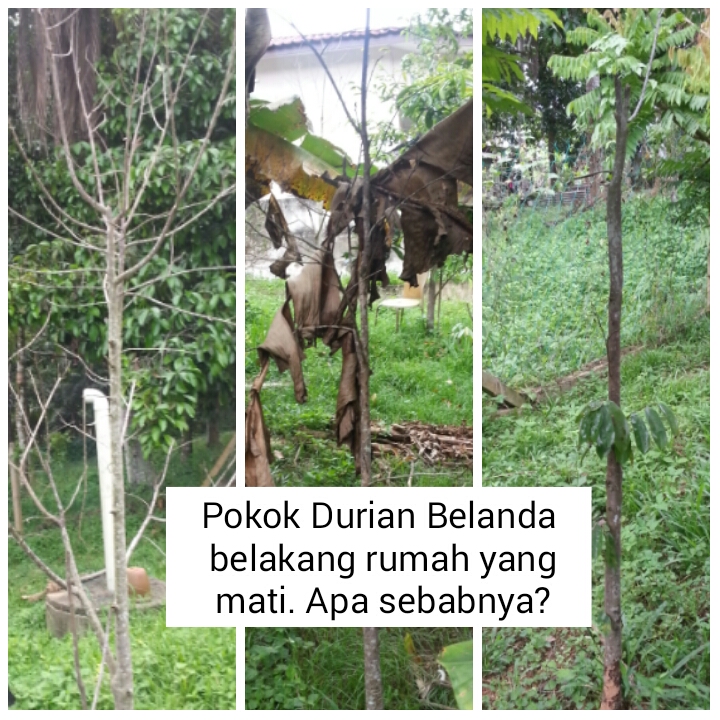 Warisan PESAGI: POKOK DURIAN BELANDA DI BELAKANG RUMAH