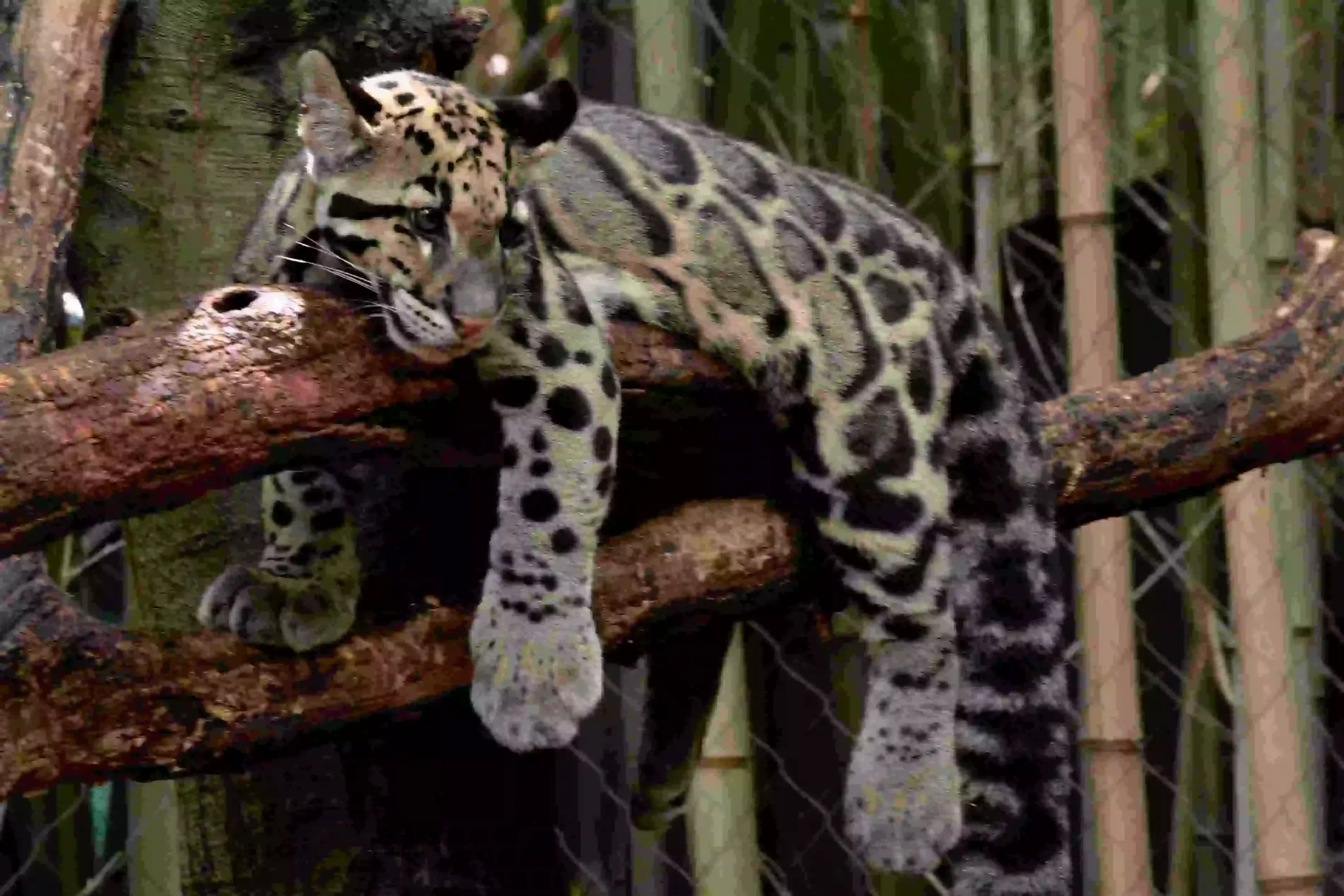 lazy Clouded Leopard