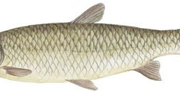 Grass Carp (Ctenopharyngodon idella)