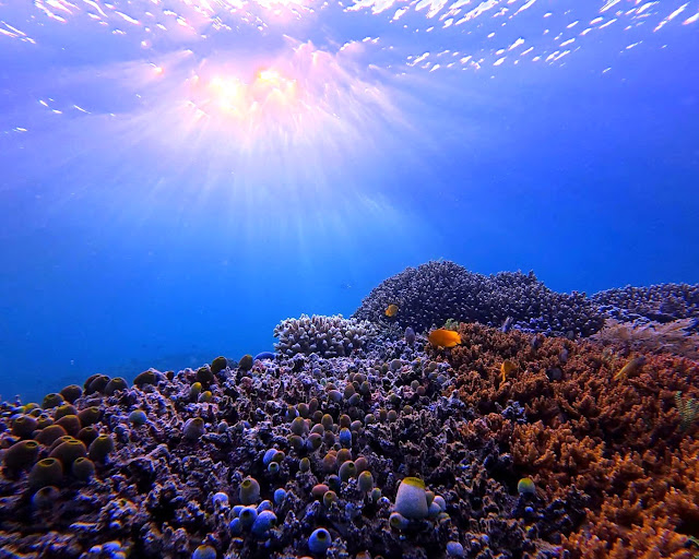 Keindahan Terumbu Karang bawah laut Pulau Derawan