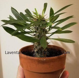 pachypodium-lamerei