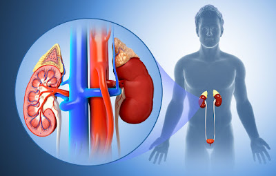 Importance of Regular Kidney Function Testing