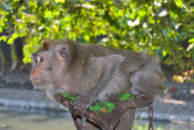animal photography of monkey