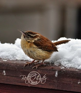 wren