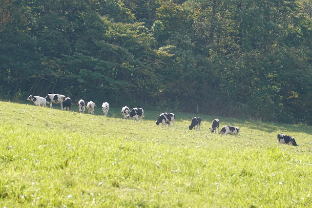 鳥取県西伯郡伯耆町小林　大山放牧場