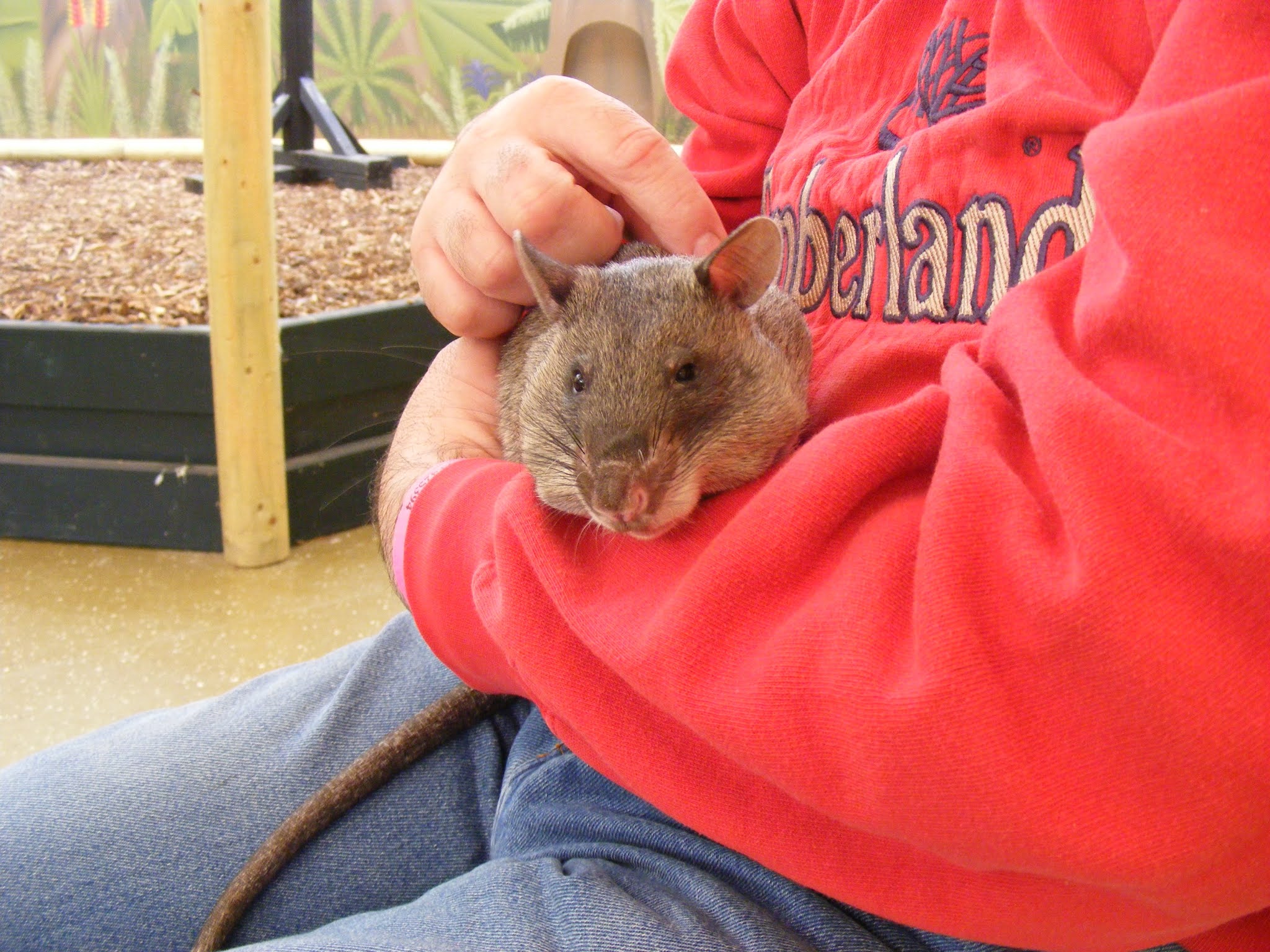 About The Gambian Pouched Rat, A Mine Cleaner From Africa