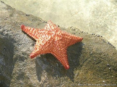 star fish 7 Binatang paling lambat di dunia