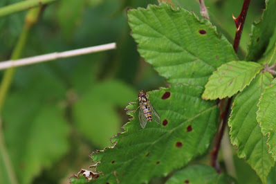 - Snorzweefvlieg - Episyrphus balteatus