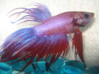 betta