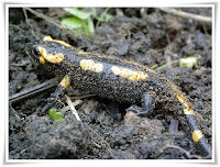 Salamander Animal Pictures