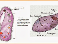 COMPARATIVA DIGESTSYSTEM HEWAN