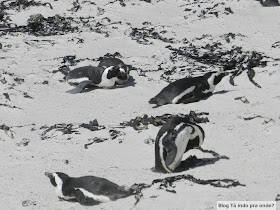 Boulders Beach