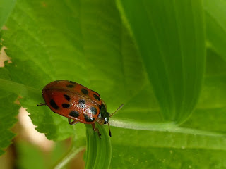 Chrysomèle du peuplier baumier - Chrysomela walshi 