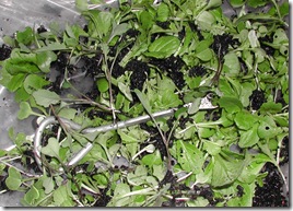 These are the thinnings; seedlings that have germinated but must be discarded to allow a single healthy cabbage to thrive. The simple screw-driver-like object is used in replanting any excess seedlings into empty pots where nothing at all germinated.
