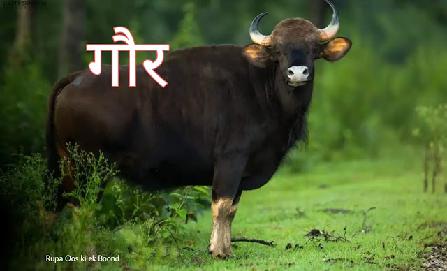 गोवा का राज्य पशु "गौर" | | State Animal of Goa Gaur (Indian Bison)