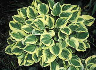 Hosta