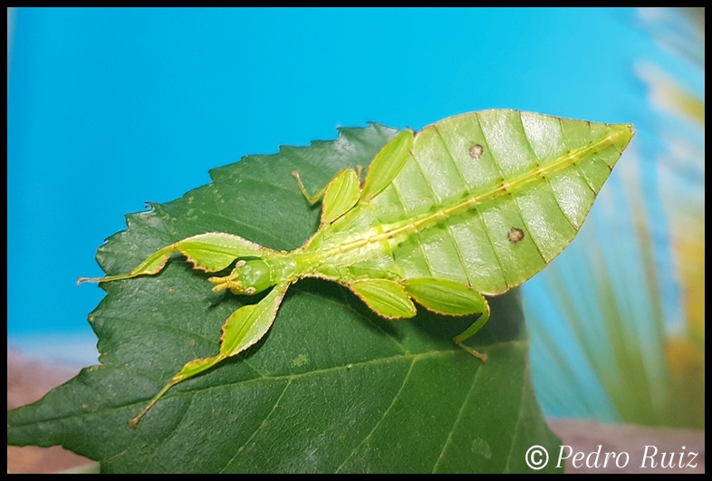 Ninfa macho L4 de Phyllium letiranti "Tataba", 4 cm de longitud