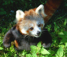 40 Adorable red panda pictures (40 pics), red panda playing