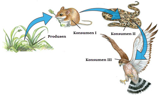Aliran Energi dalam  Ekosistem