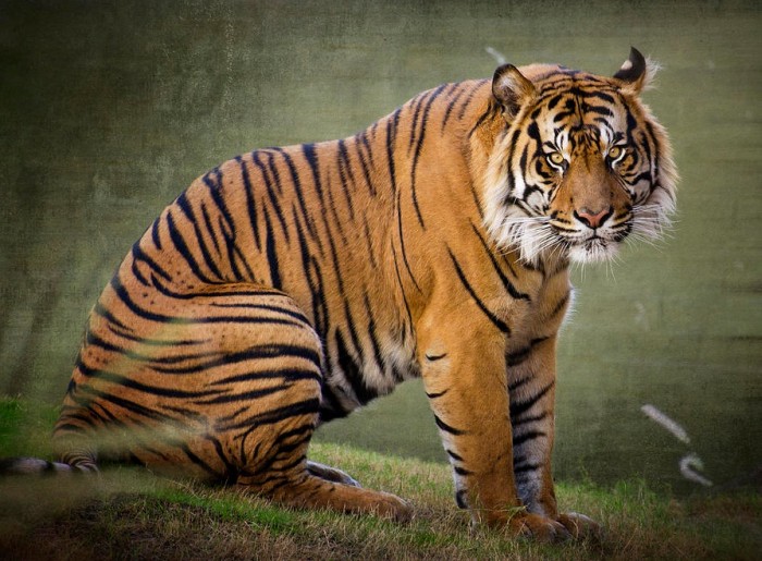 Gambar Harimau Sumatera Terbaru