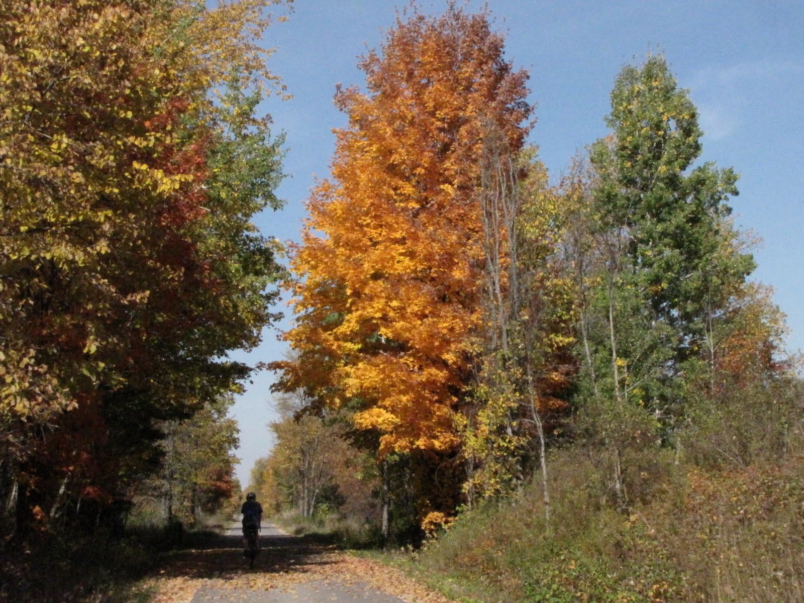 White Pine Trail