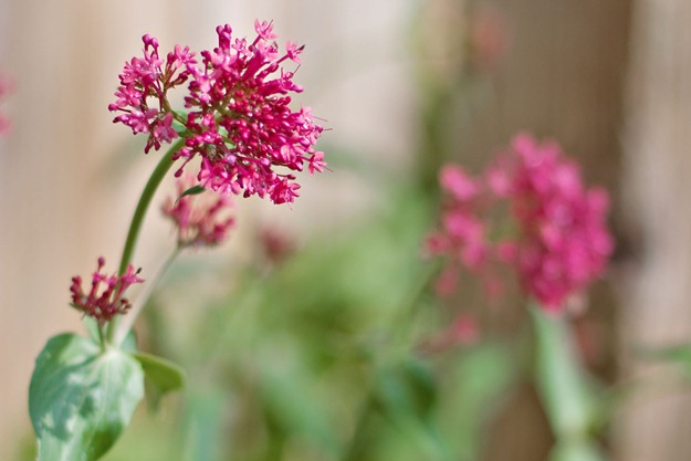 flowers2