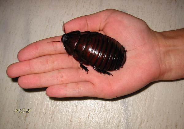 Giant Burrowing Cockroach