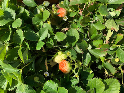 strawberries growing in fall