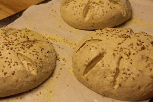 semolina-spelt-turtles019