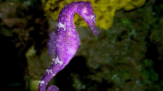 Seahorses