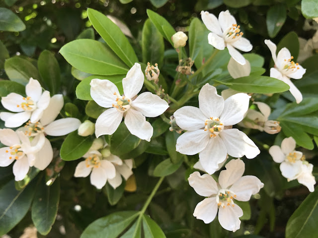 mock orange blossoms 