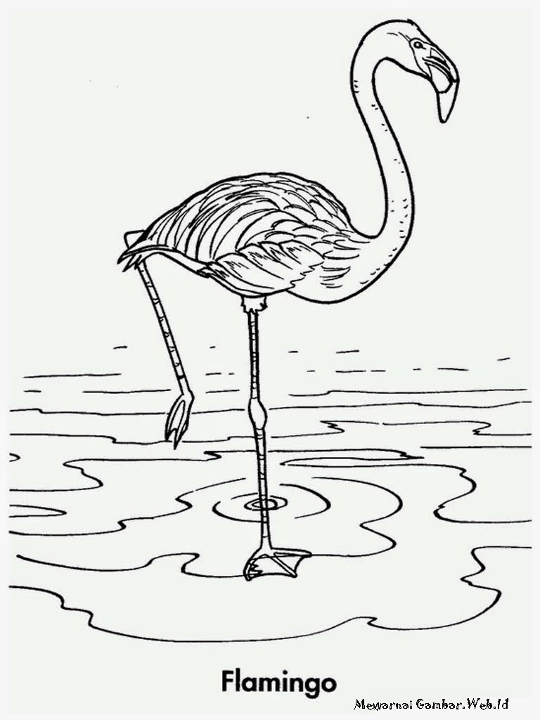 Mewarnai Gambar Burung Flamingo  Mewarnai Gambar