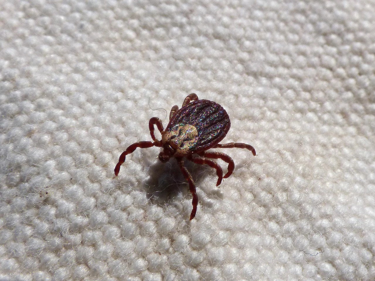 An Uptick in Ticks: Protecting Yourself from Tick-Related Illnesses