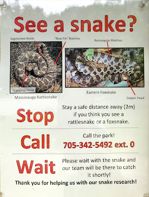 Georgian Bay 区域有安大略省唯一的毒蛇——Massasauga Rattlesnake，Eastern Foxsnake 在这里也比较常见，还有很多细长的水蛇。