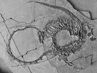 Paleontologists discover a 240 million-year-old 'dragon' fossil in full.