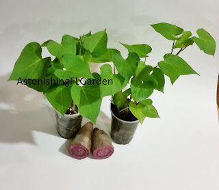 Ipomoea batatas Purple sweet potato tubers florida Astonishinflgarden