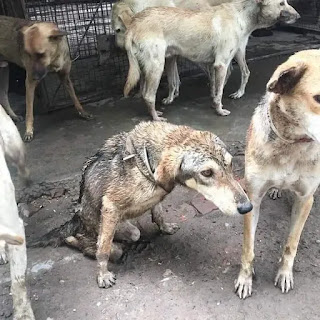 Indy, una cachorra discapacitada rescatada que ama su nueva vida en silla de ruedas