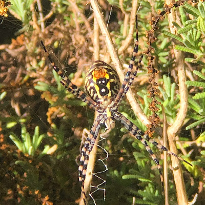 Roy Orbison the Spider, a female banded orb weaving spider in Western Australia