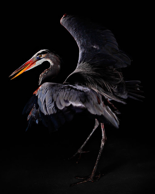 aves, supervivientes, Bob Croslin, fotografia, Grounded, Winged, Survivors, Florida, Gulf Coast, Blue Heron, Suncoast Seabird Sanctuary