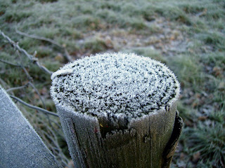 frosty fence post