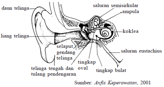 Materi UN IPA 34 Sistem Indra pada Manusia 2 Sains Materi UN IPA 34 Sistem Indra pada Manusia 2 Sains