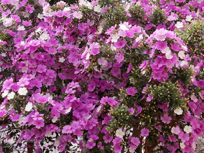 Manacá da Serra - Tibouchina mutabilis