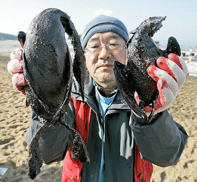 Oil Ship Accident, South Korea Effect on Birds 2008